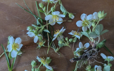 La potentille des rochers (Potentilla rupestris)