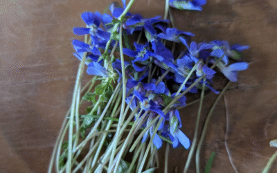 La violette odorante (Viola odorata)